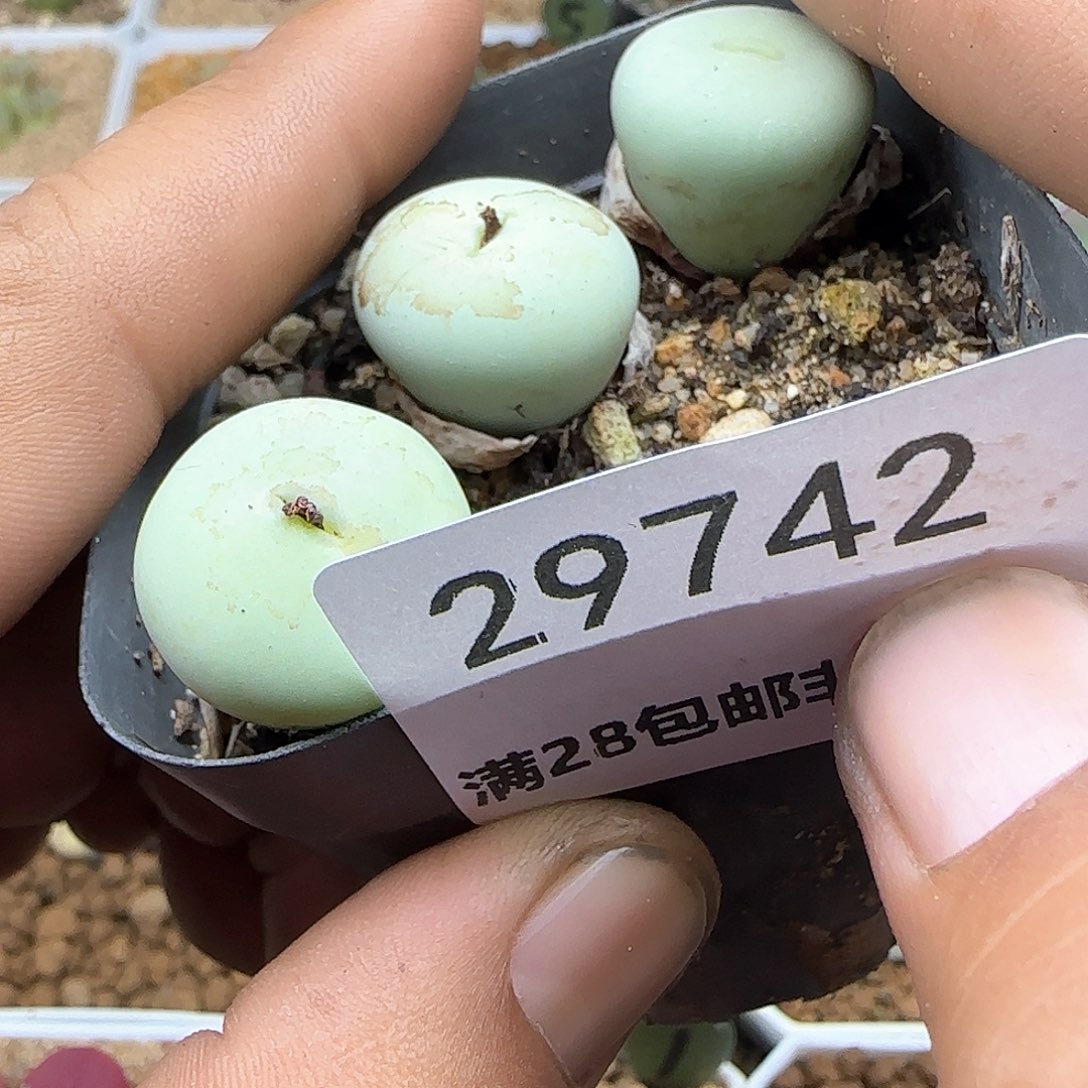 晴****台脱土28包邮29742