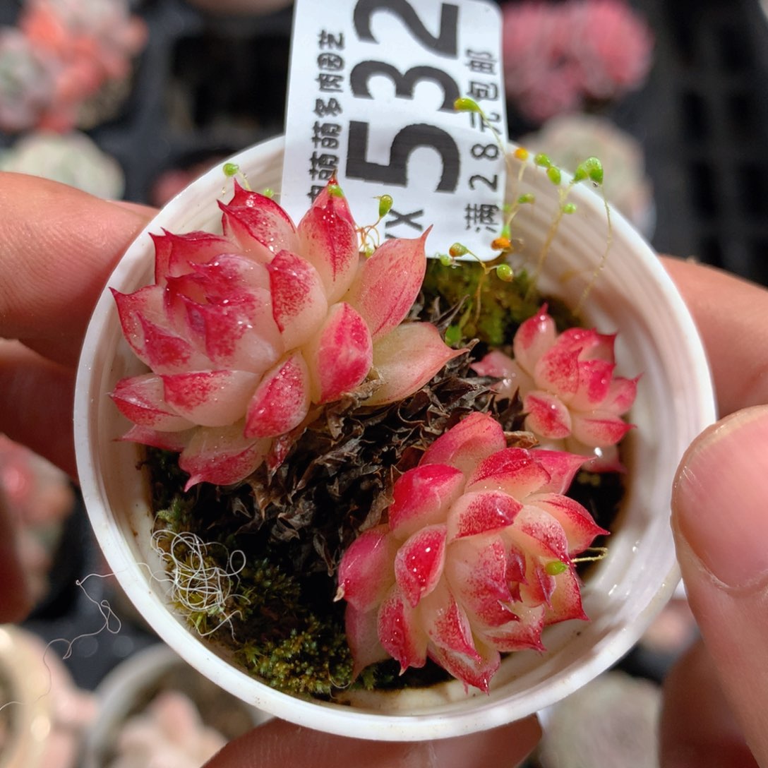 5CM拇指盆精控多肉YX532