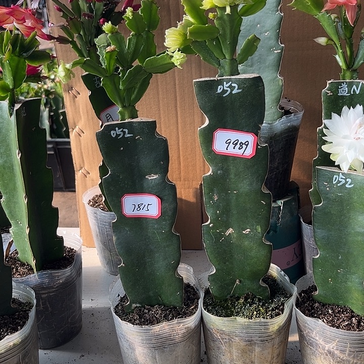 当前无花栽培后可以开花052