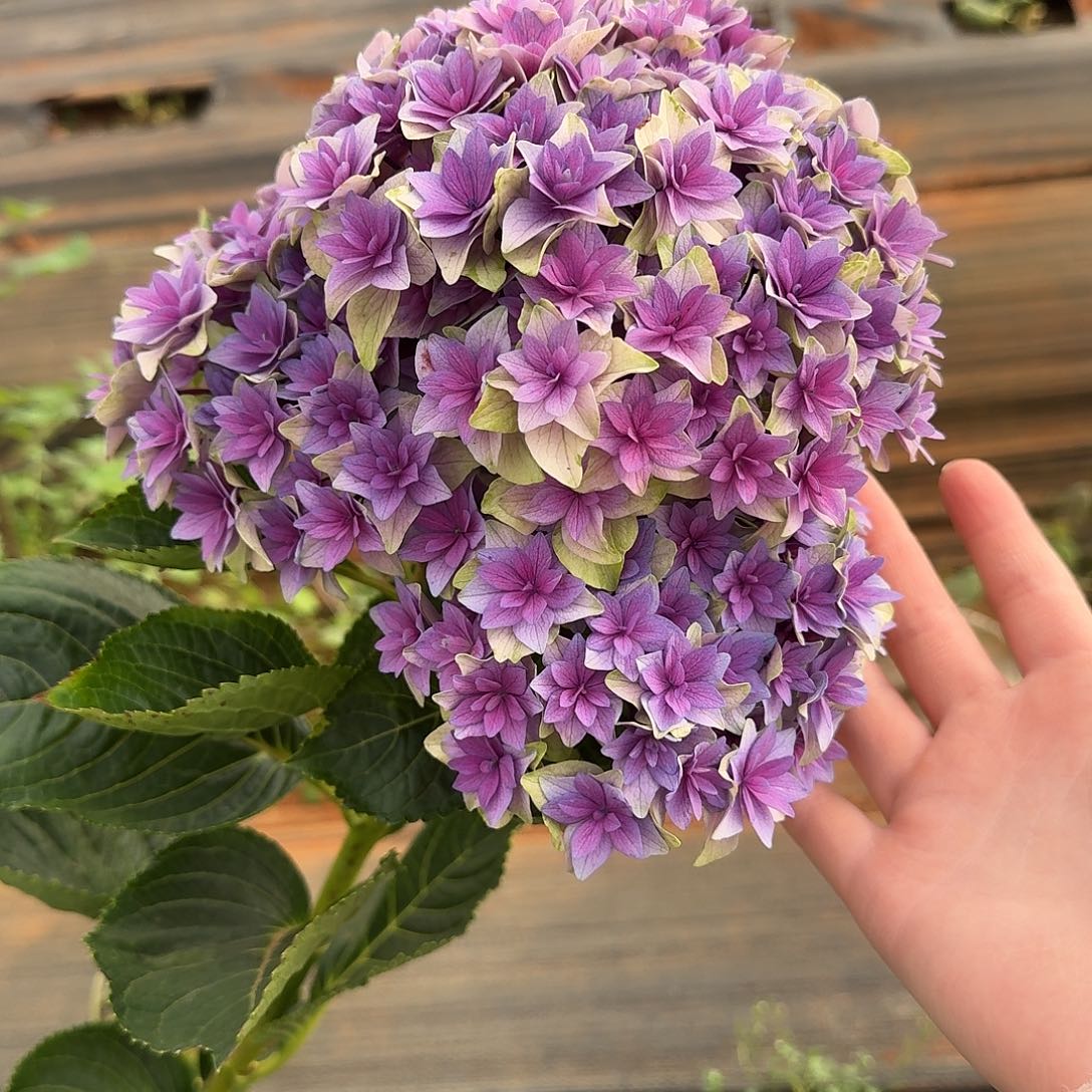 大部分花苞少量开放30