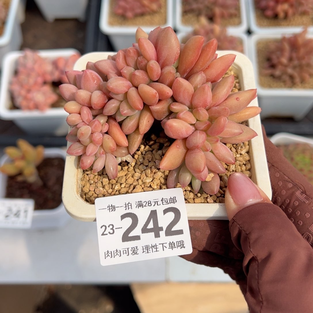 桃花源缀多肉多肉多肉多肉