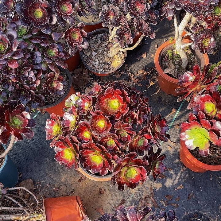 朵*梅花破迪法师一个411号