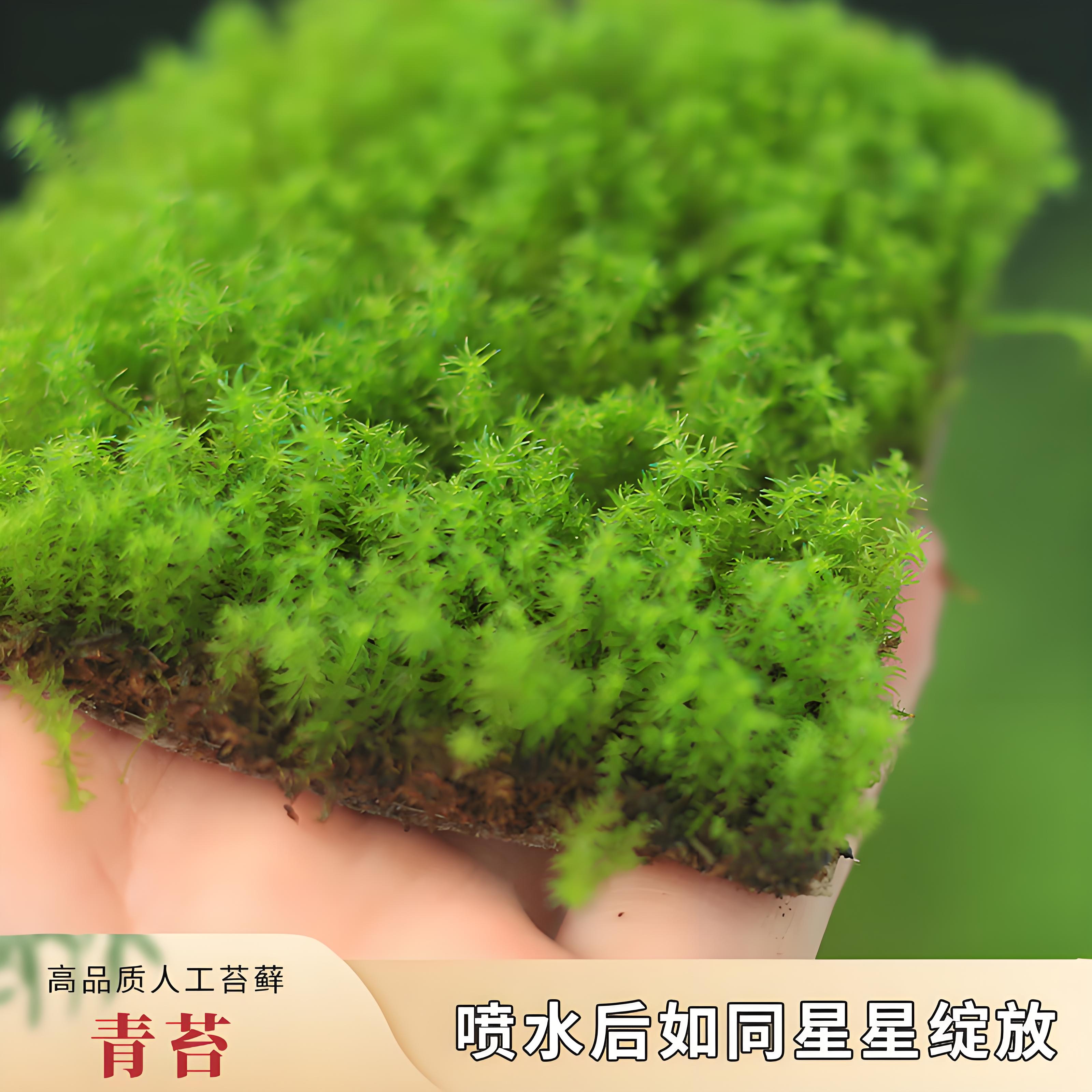星星苔藓微景观盆景铺面白发小灰短绒藓假山水陆雨林造景庭院绿化