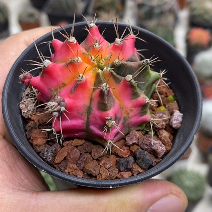 实生花蝴蝶牡丹锦2