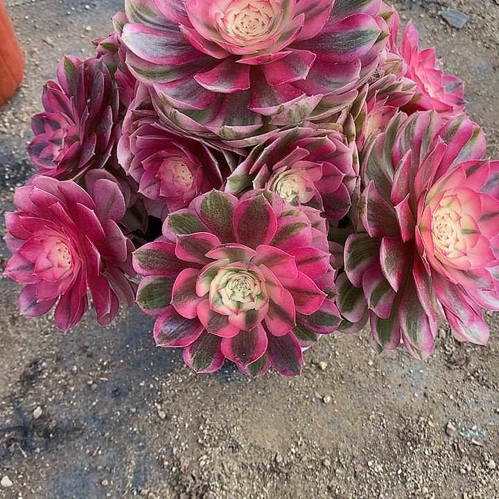 多肉植物540多肉倾城