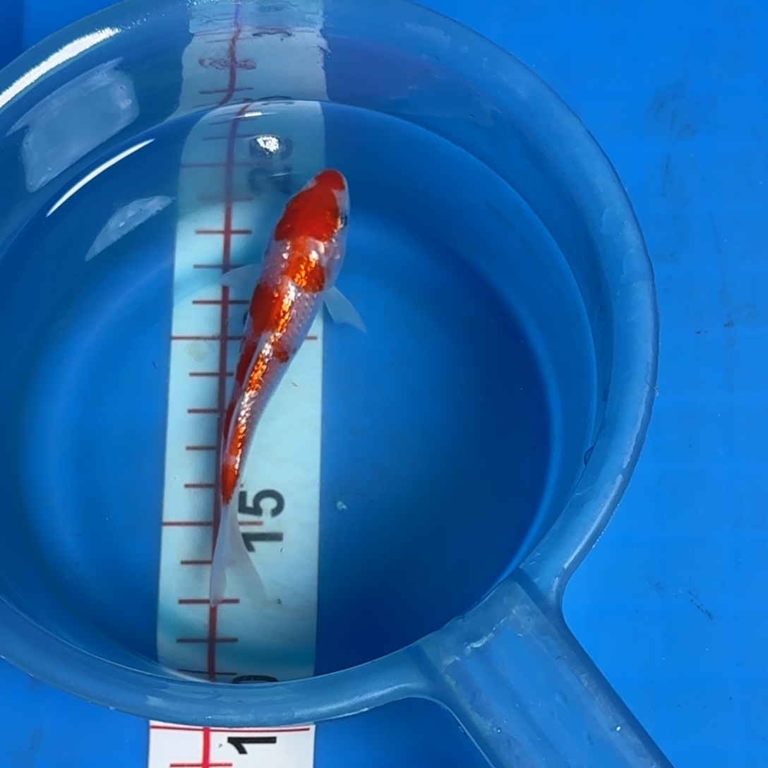 海水鱼清十郎银鳞丸顶六段