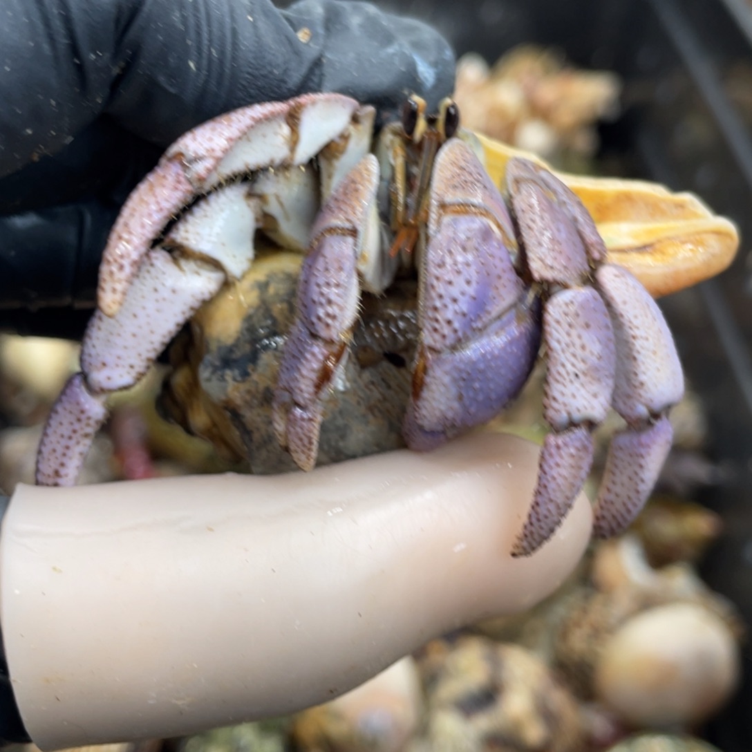 不退不换活体宠物94