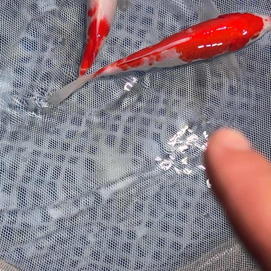 锦鲤锦鲤观赏鱼8888