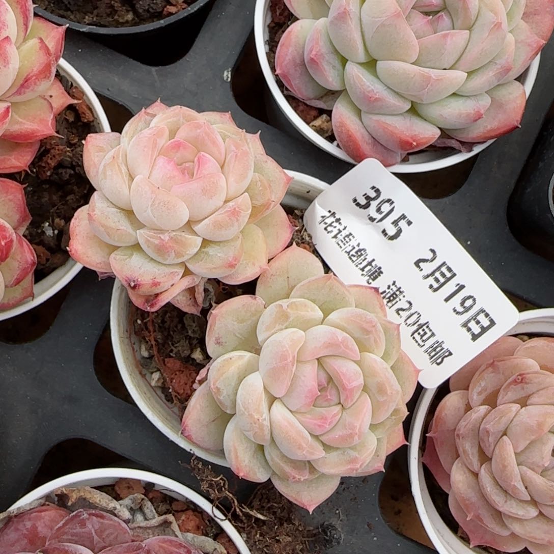 花语逸境0219-395