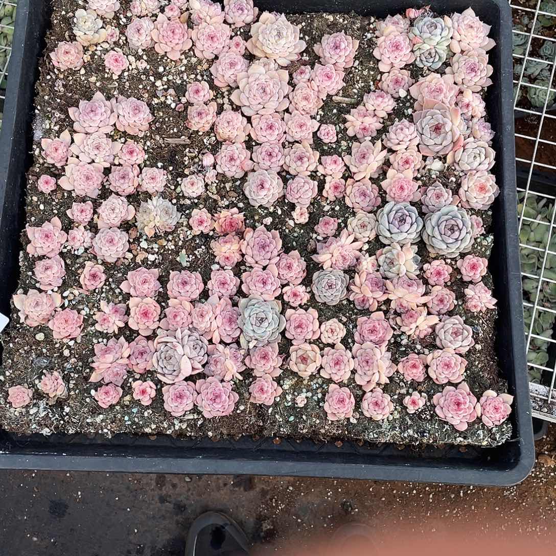 。***。160。 定。               