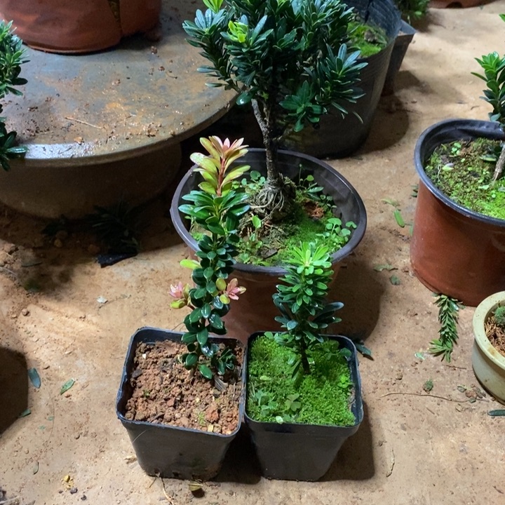 用***4无花朵罗汉松盆景3333