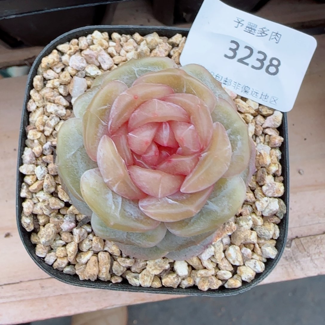 糖璃，3238多肉植物