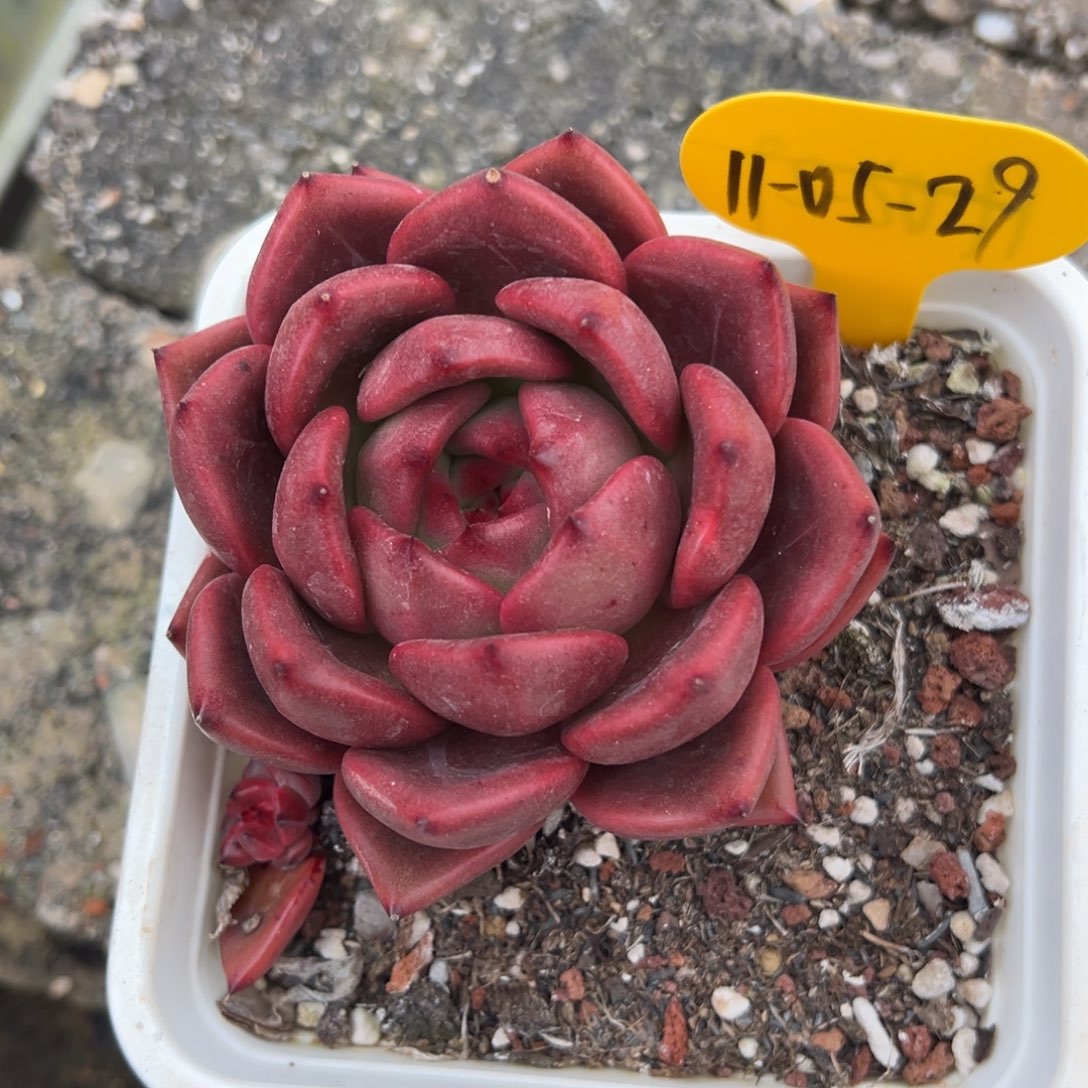 11-05-29原始红钻石