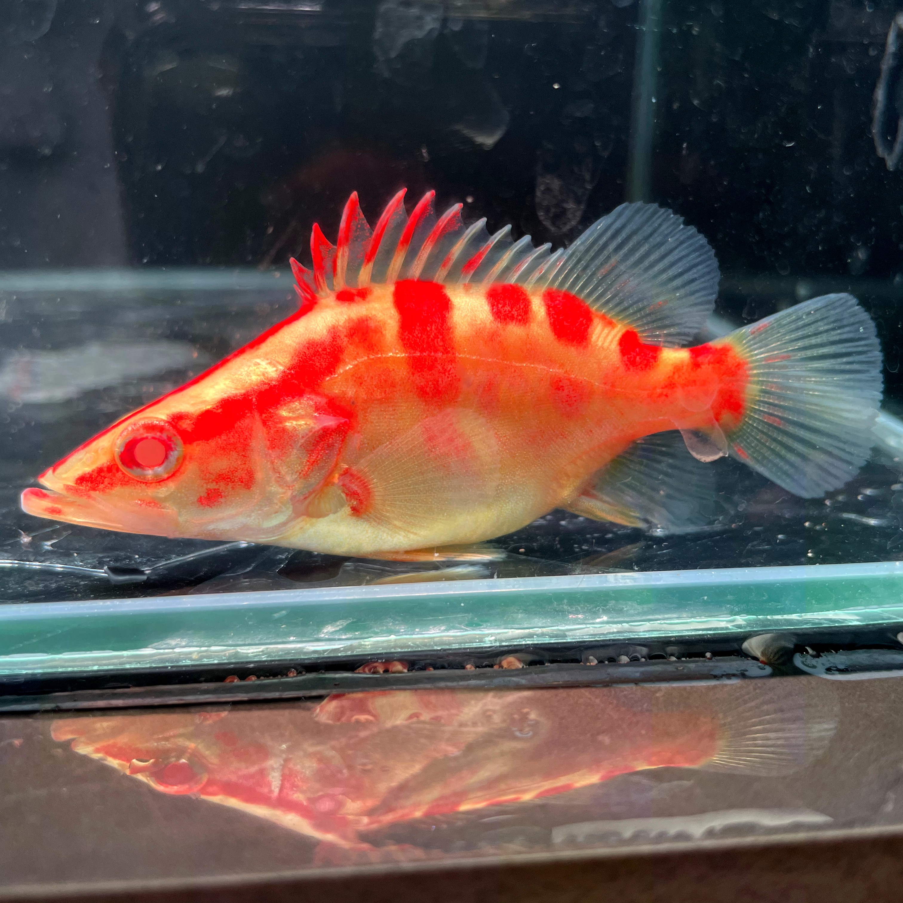 黄金鳜鱼 中华黄金赤焰虎 白子红眼 高品质红纹黄金鳜鱼