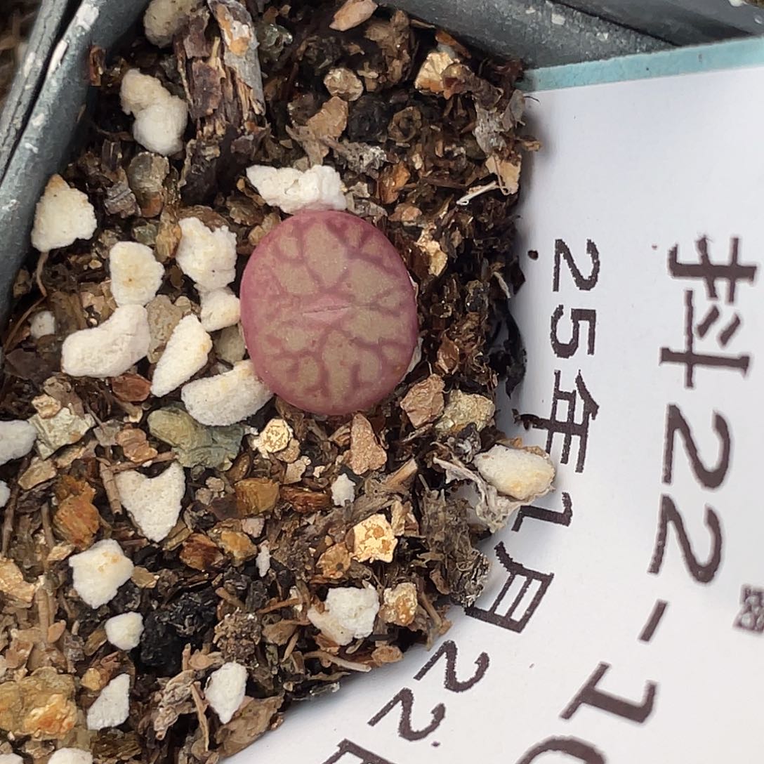 22-105青姬多肉植物