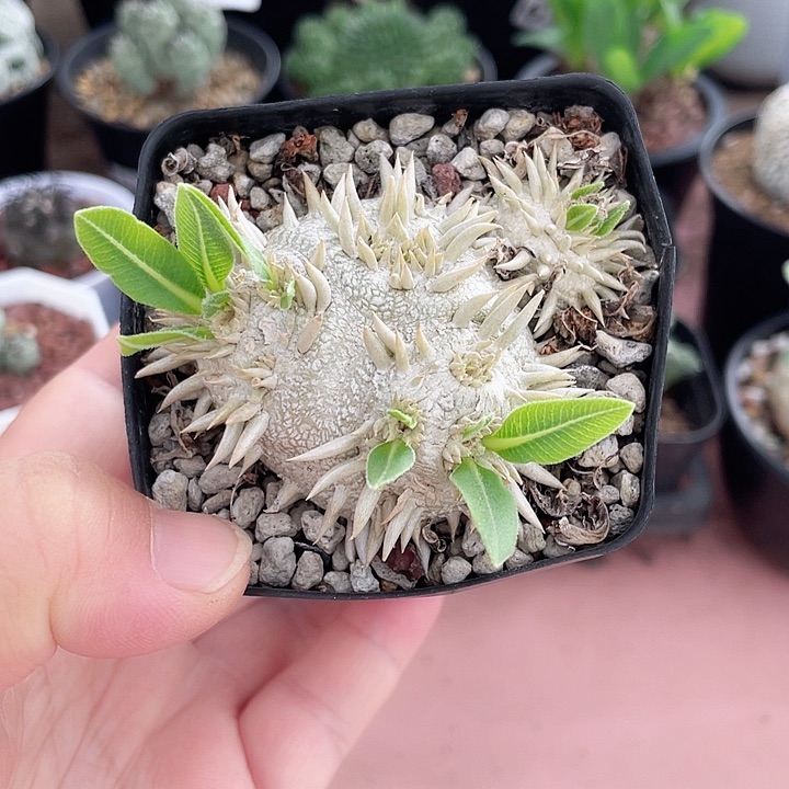 005惠比大黑块根植物