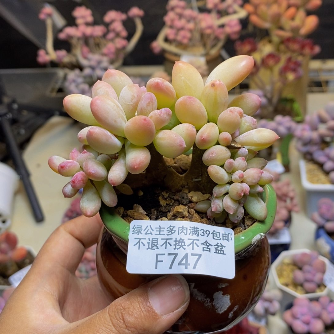 747苹果奶四代缀多肉7c m