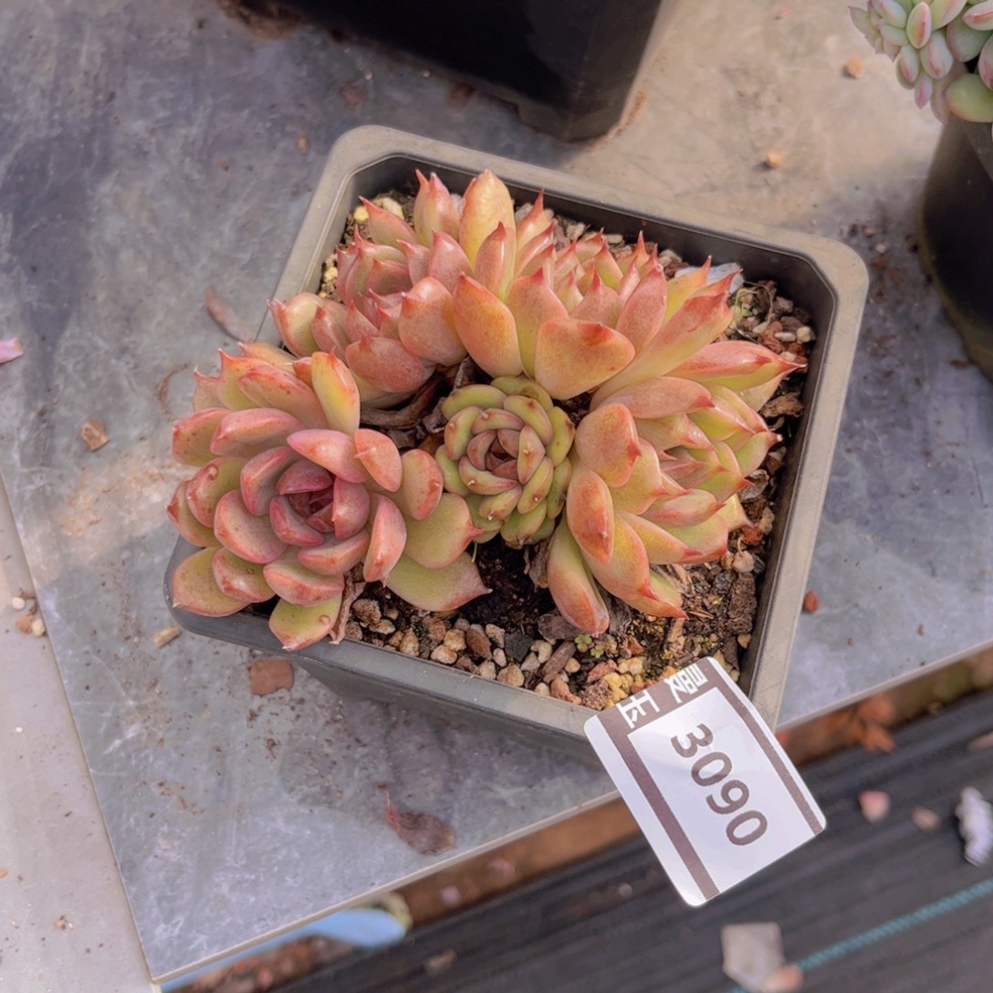 紫晶多肉植物3090