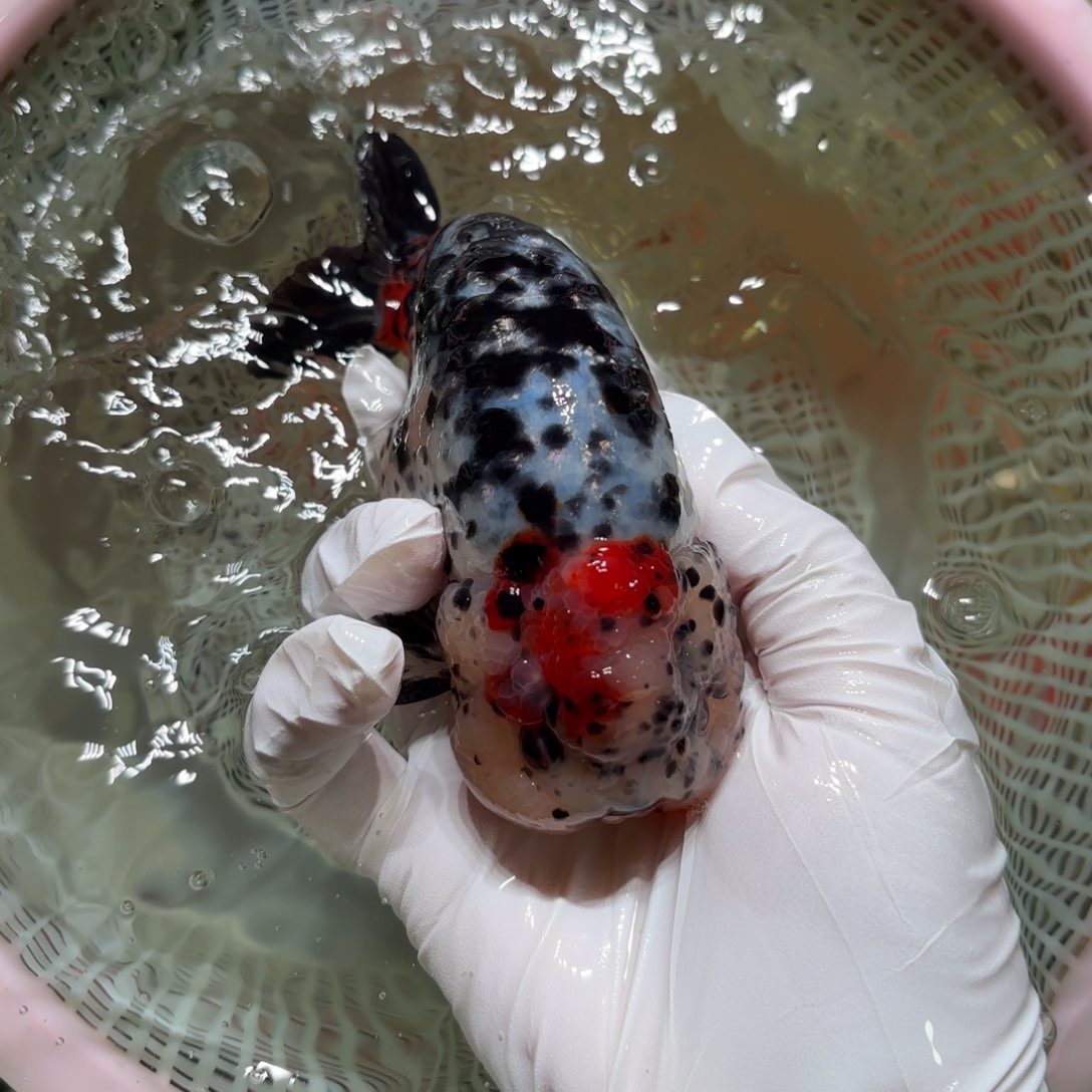 金鱼运费自理不包邮