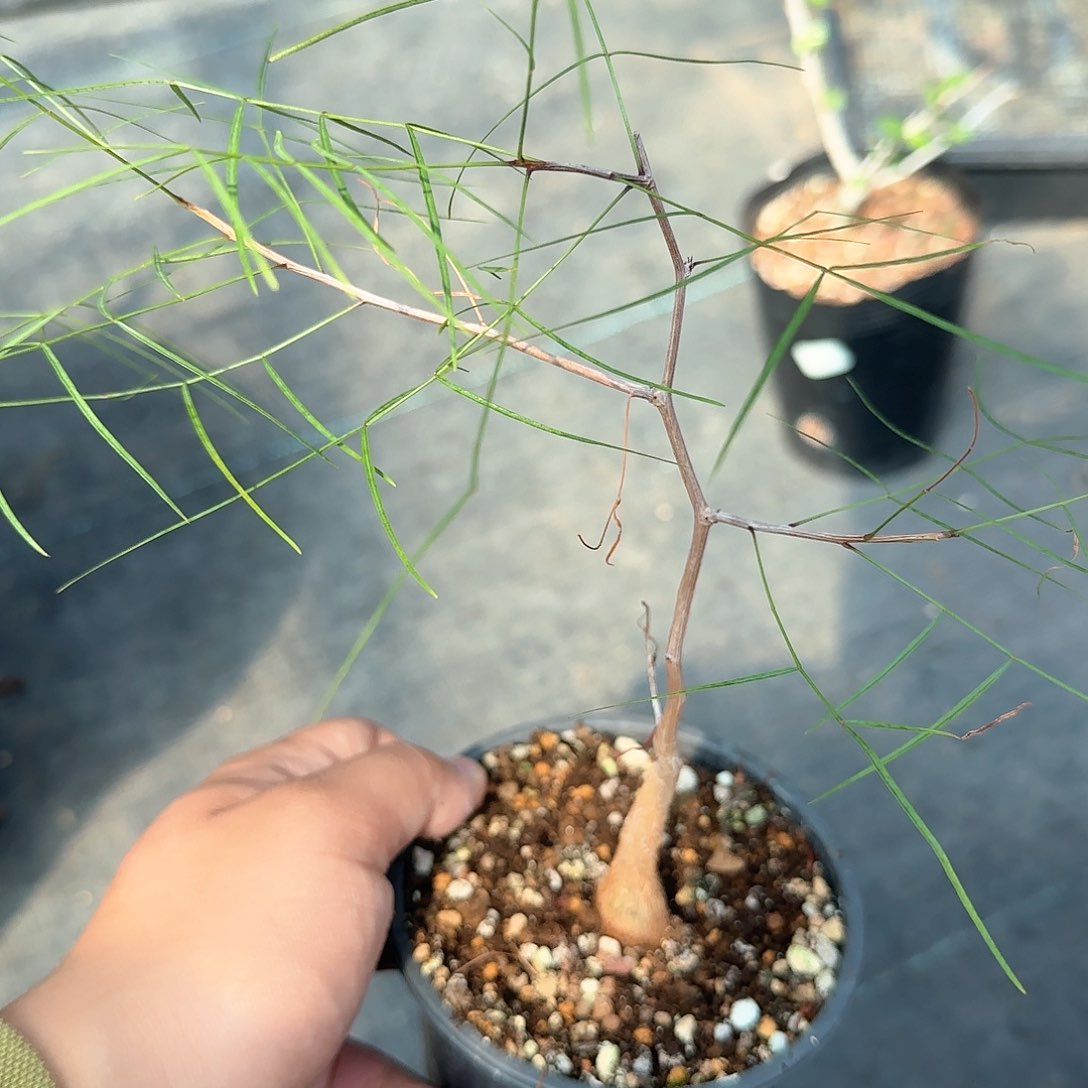 帕卡橄榄 胖子 矮胖株