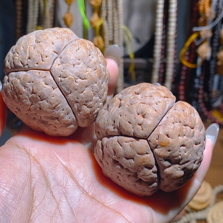 野生三瓣脑纹大金刚515657