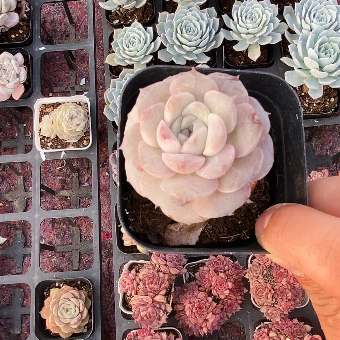 ＂***暖精品多肉一物一拍