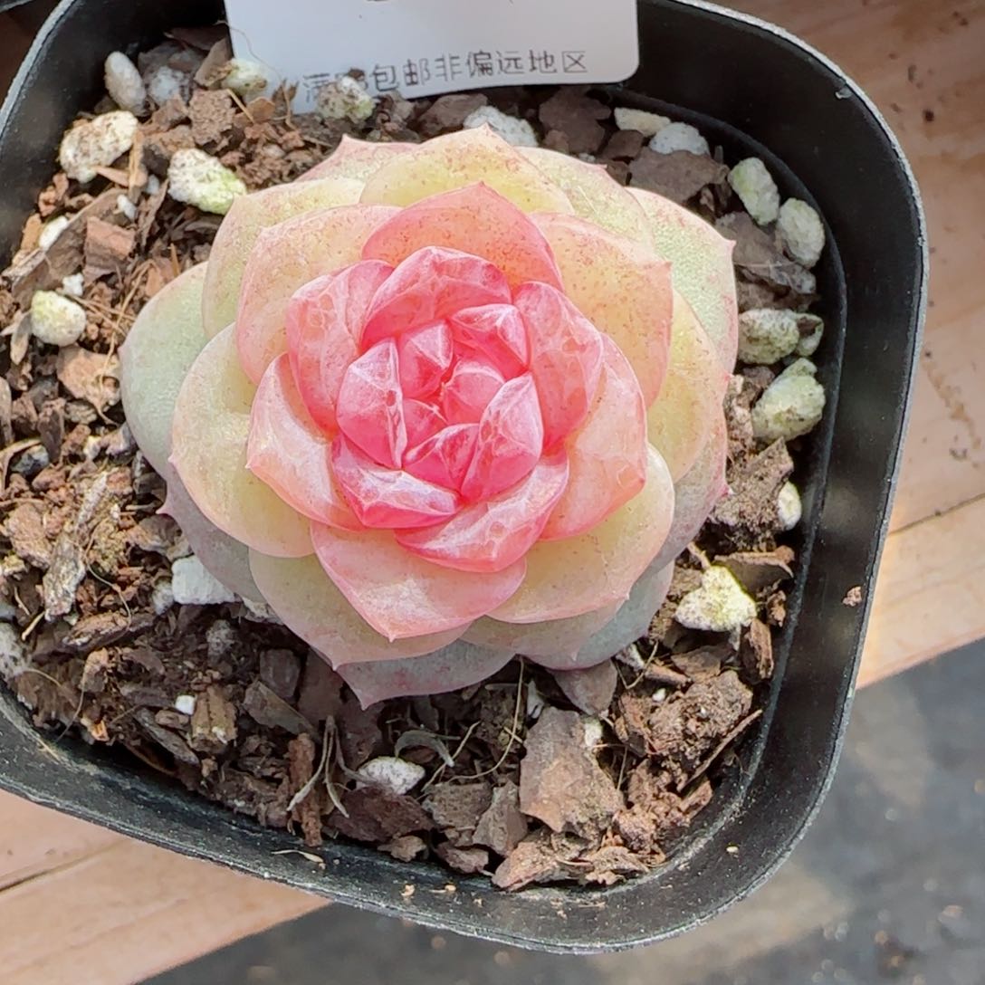 新品，8450多肉植物