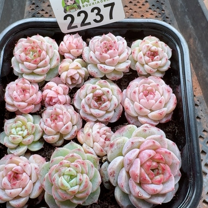 多肉植物多肉植物