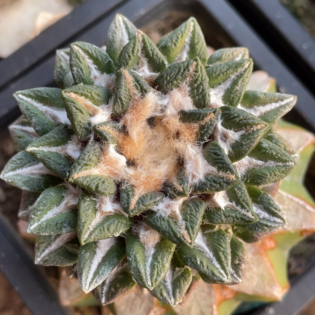 全部花朵黄体螺旋