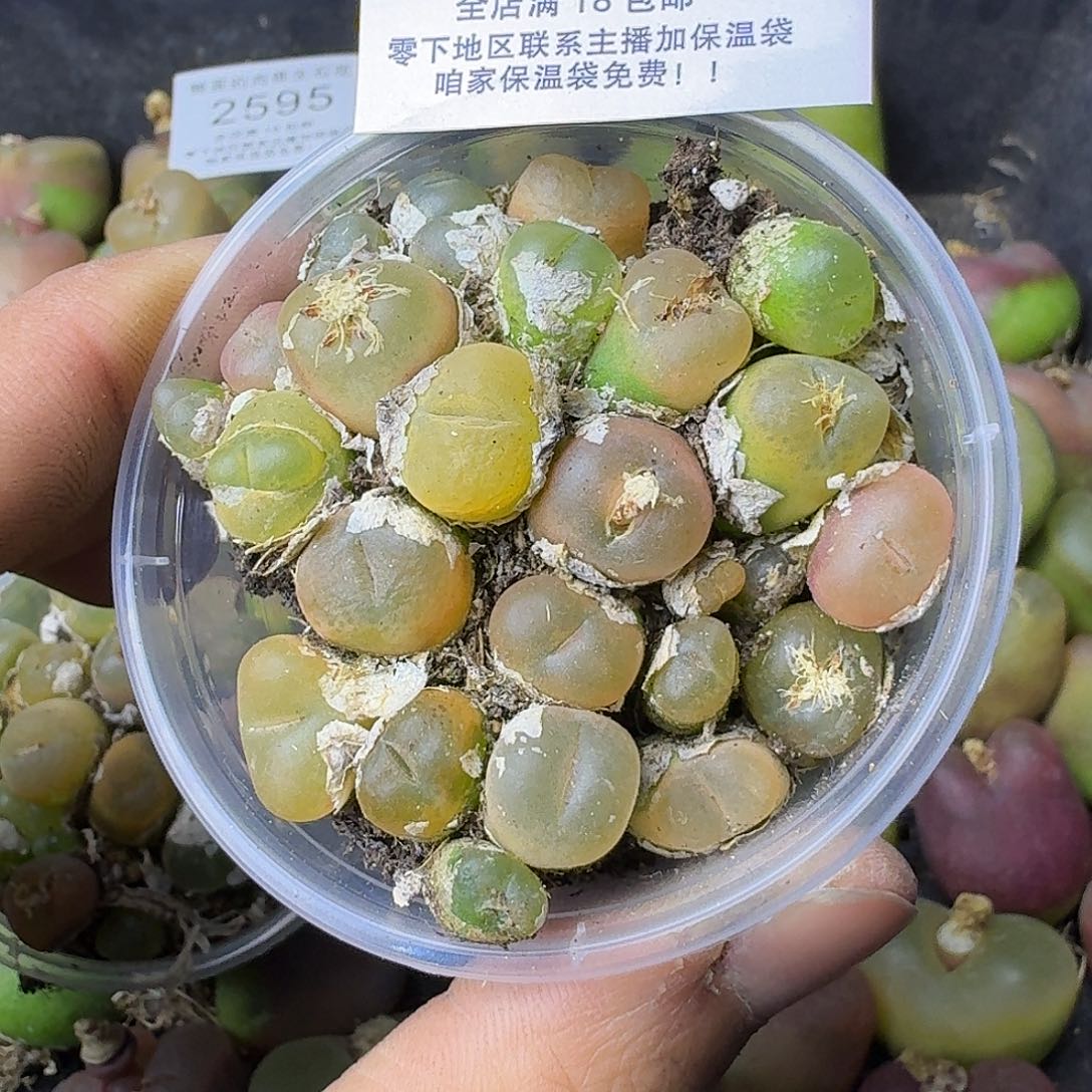 2594 哈哈哈哈哈哈哈