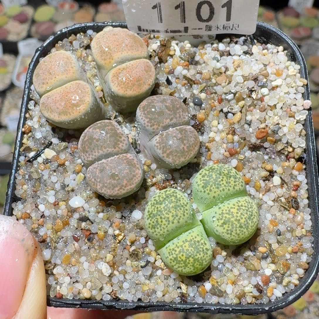 Sss清清清了便宜1101