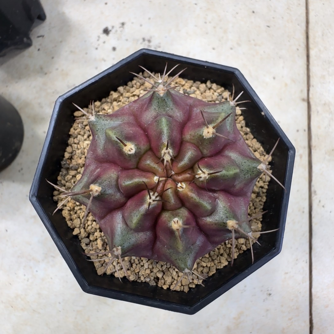 泰系名品侧芽紫色星云
