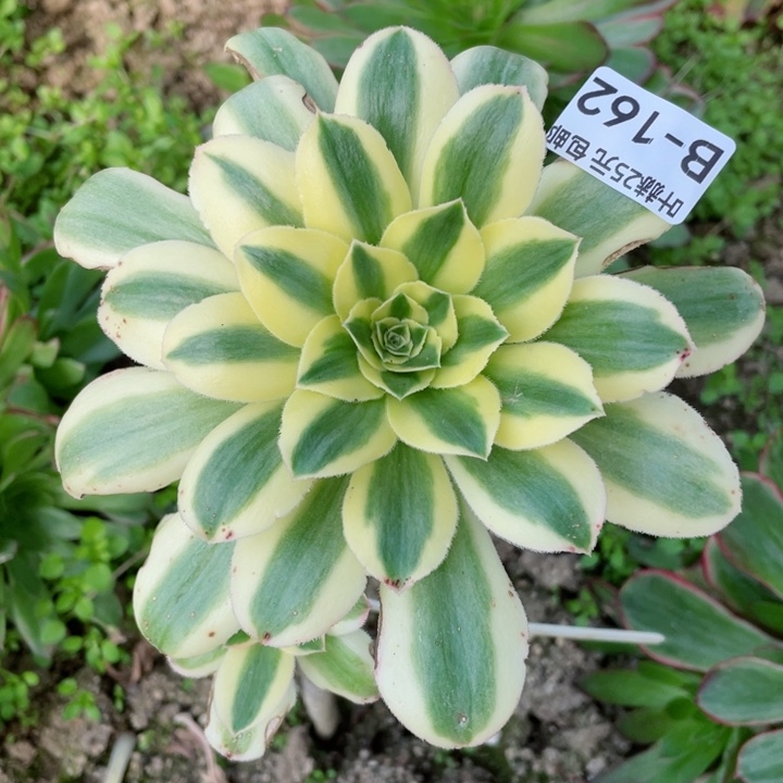 162绿珀嫁接多肉12345678