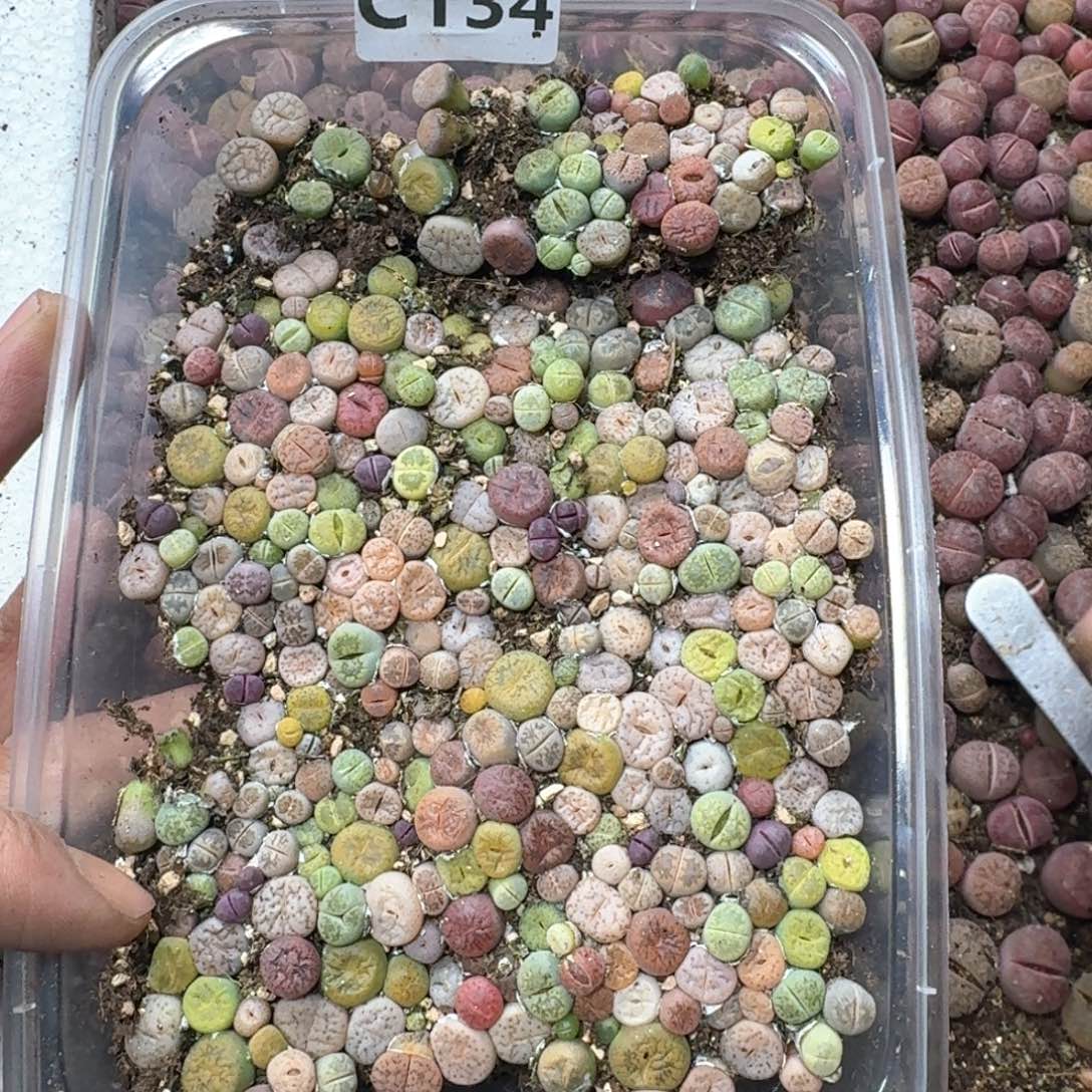 C134。 彩混合一大盒