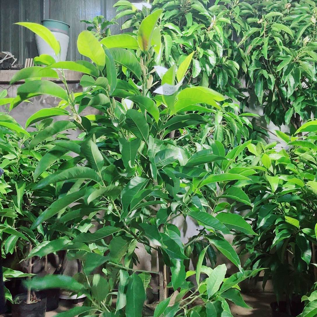 无花朵白兰11111111