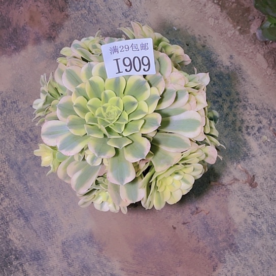 1909绿豆沙多肉植物