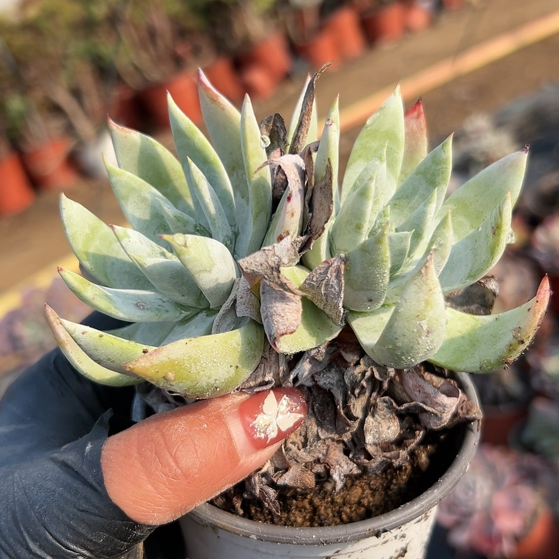 多肉植物雪奴仙女杯