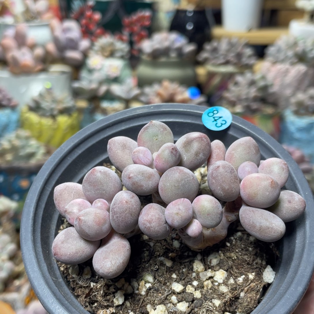 桃花奶酪多肉植物