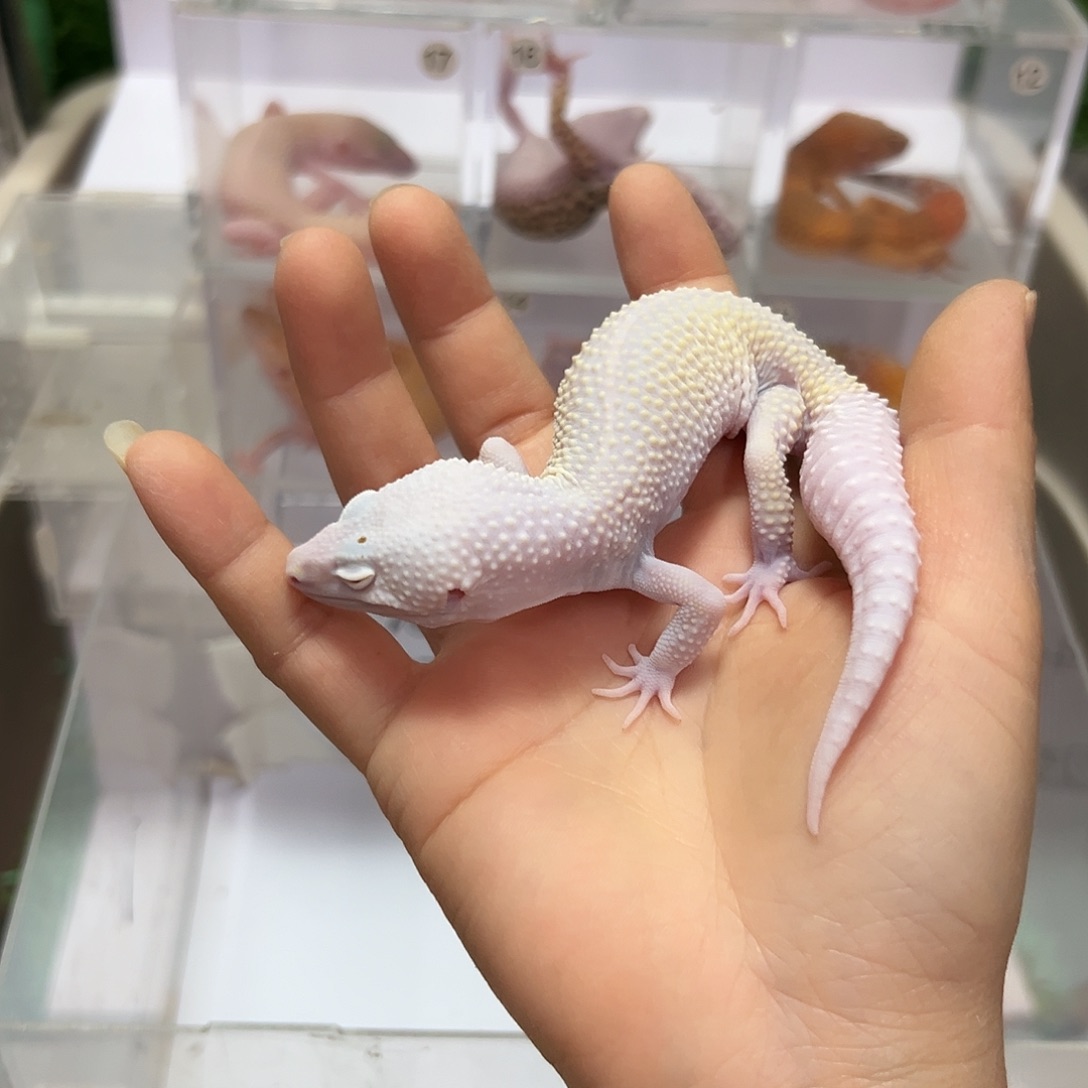 豹纹守宫豹纹守宫