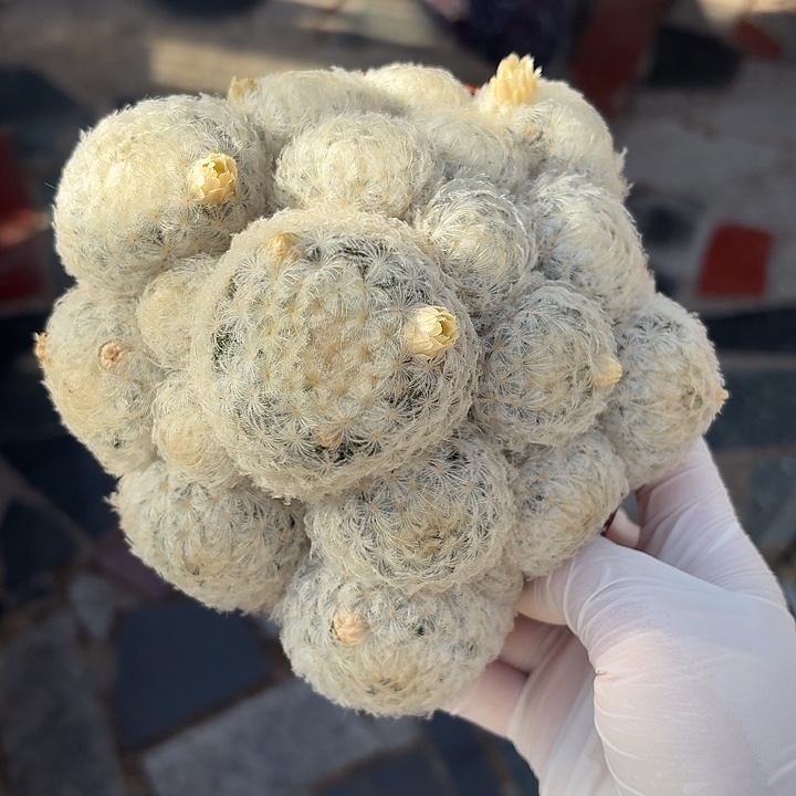 白星仙人球仙人球