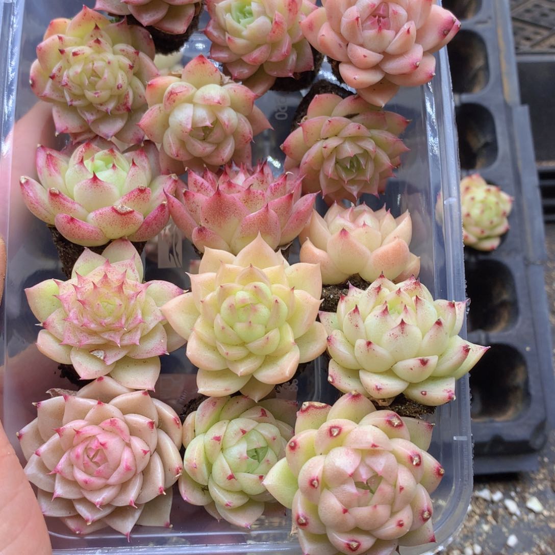 反反复复还是很开心的069