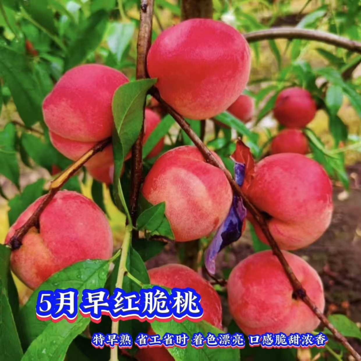 5月早红脆桃苗/早熟桃苗/桃树苗/三年裸根大苗