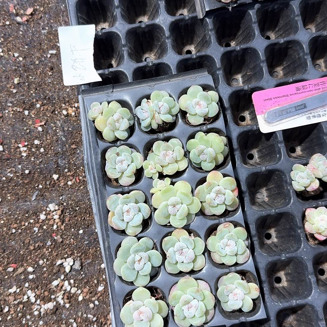 小饼干一物一拍专拍