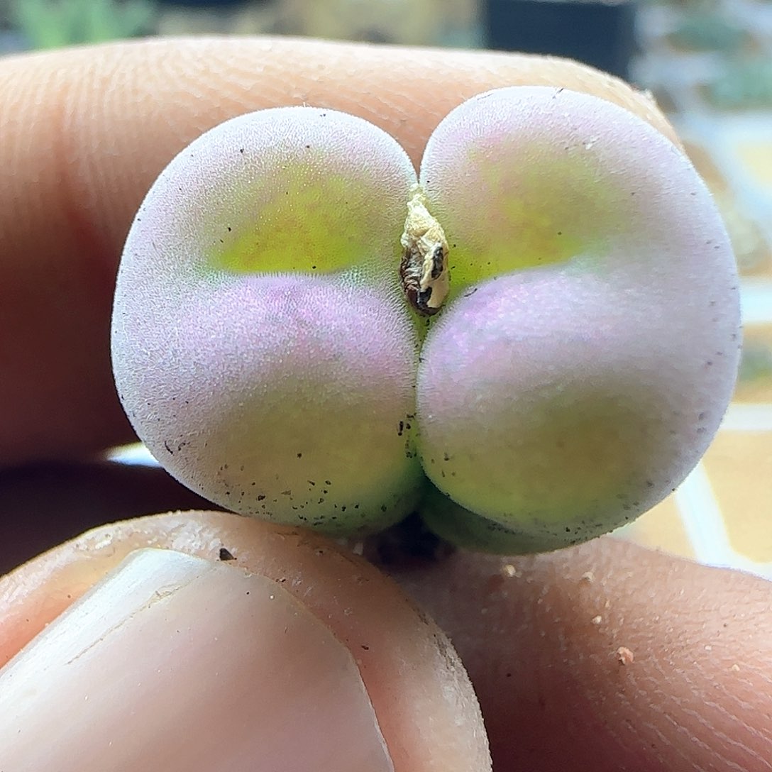 开播福利来啦43912