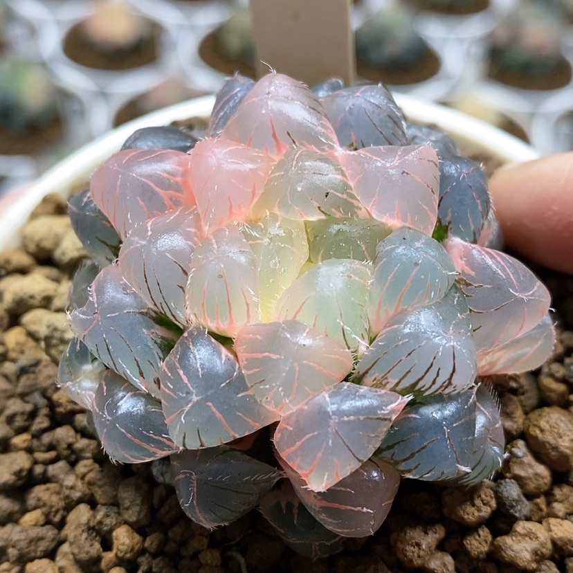 【闪购商品】15蓝镜