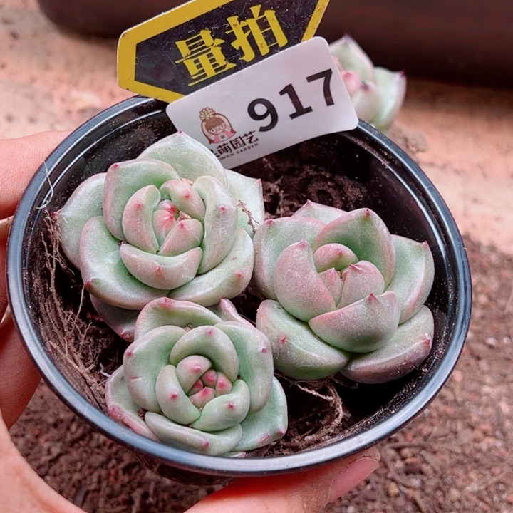 多肉植物多肉植物