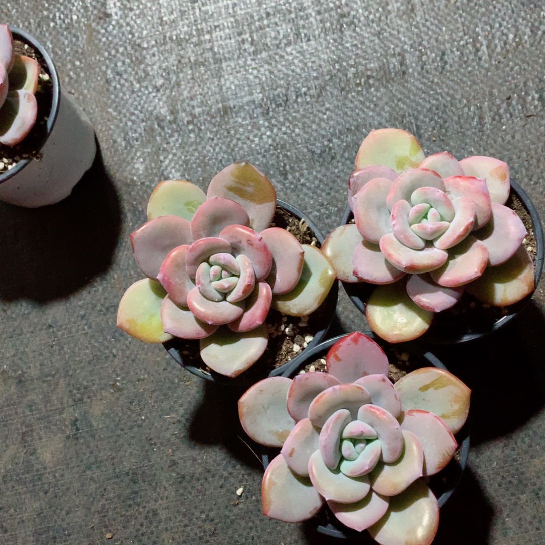 多肉植物奶茶60元3颗