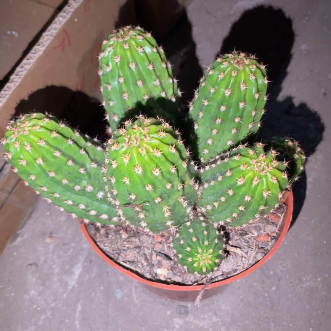 群生光阴毛花住一物一拍8