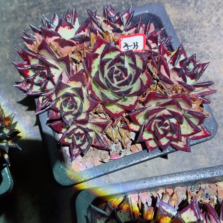 一***_精品多肉植物老桩