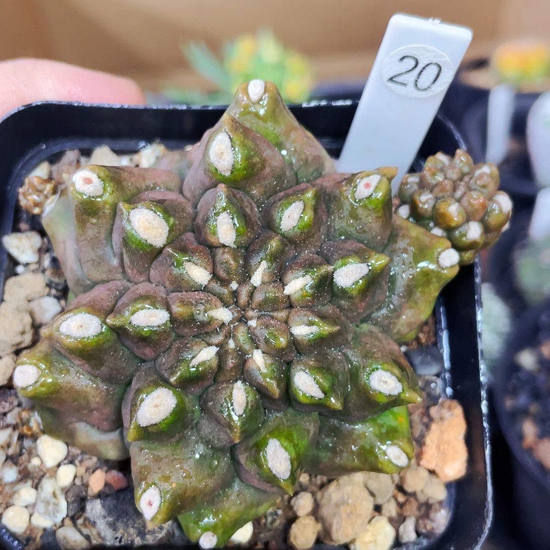 非偏远地区满25包邮仙人球